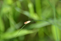 Eucosma umbrastriana