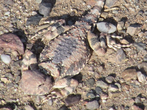 Gray Toadhead Agama, Phrynocephalus scutellatus