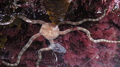 Ophioderma panamense
