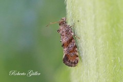 Lepidoptera