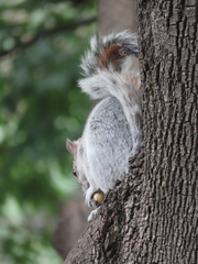 Sciurus aureogaster