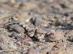 Phrynocephalus scutellatus