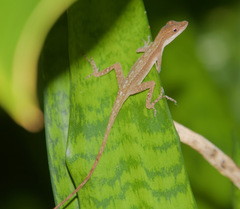 Anolis tropidonotus