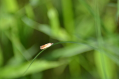 Eucosma umbrastriana
