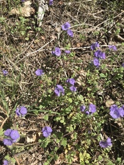 Phacelia maculata