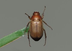 Amphimallon assimile