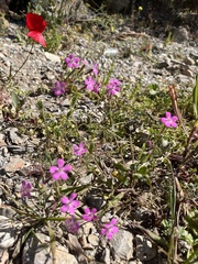 Silene integripetala integripetala