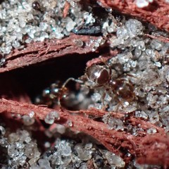 Brachymyrmex obscurior