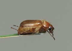Amphimallon assimile