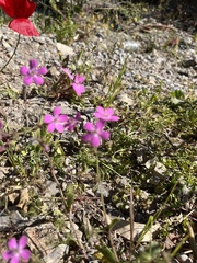 Silene integripetala integripetala