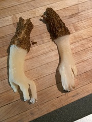 Morchella angusticeps