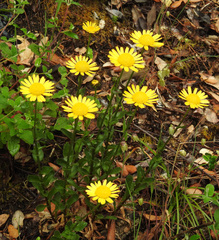 Lepidophorum repandum