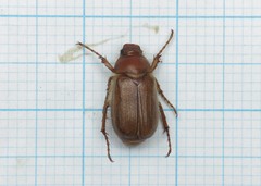 Amphimallon assimile