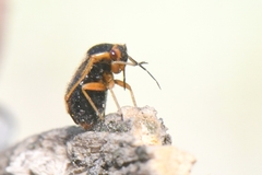 Strongylocoris erythroleptus
