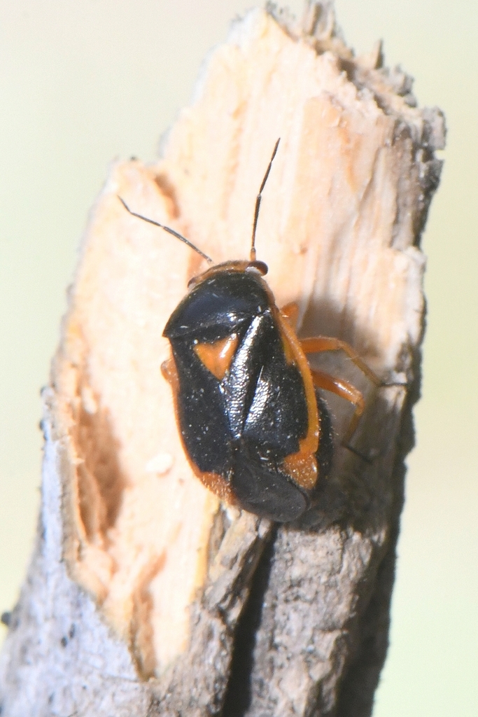 Strongylocoris erythroleptus