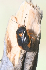 Strongylocoris erythroleptus