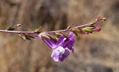 Sairocarpus vexillocalyculatus