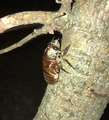 Cryptotympana mandarina