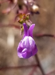 Sairocarpus vexillocalyculatus