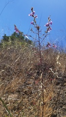 Sairocarpus vexillocalyculatus