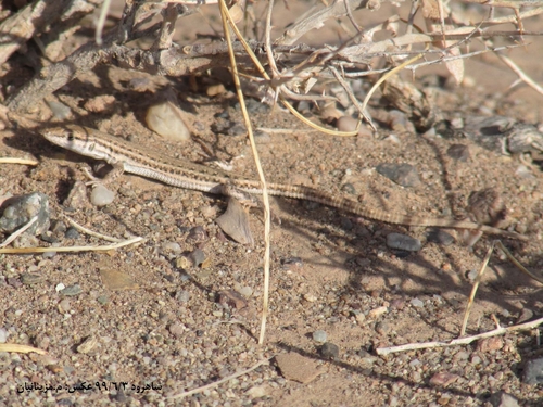 Persian Long-Tailed Desert Lizard, Mesalina watsonana