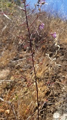 Sairocarpus vexillocalyculatus