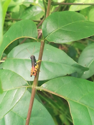 Carydana agomena