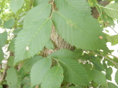 Agromyza aristata