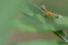 Myoleja lucida
