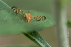 Myoleja lucida