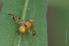 Myoleja lucida