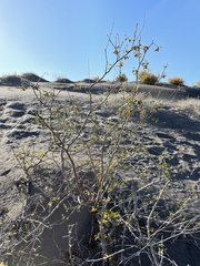Erythrostemon pannosus
