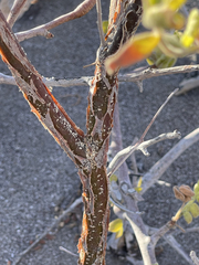 Erythrostemon pannosus