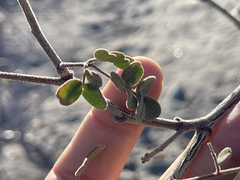 Erythrostemon pannosus