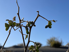 Erythrostemon pannosus