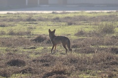 Canis latrans