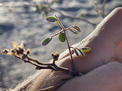 Erythrostemon pannosus
