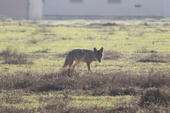 Canis latrans