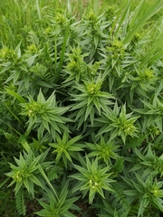 Erysimum hieraciifolium