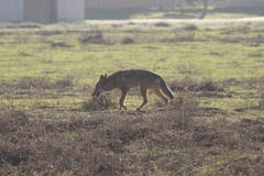 Canis latrans