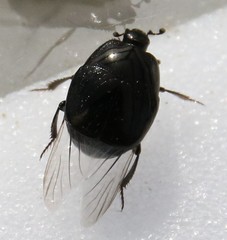 Saprinus planiusculus
