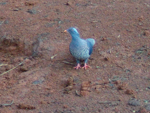 White-naped Pigeon