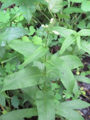 Penstemon alluviorum