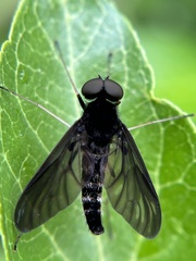 Chrysopilus velutinus
