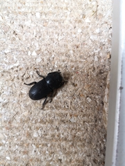Dorcus parallelipipedus