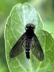 Chrysopilus velutinus
