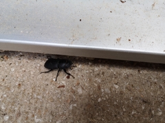 Dorcus parallelipipedus