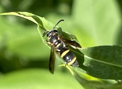 Parancistrocerus fulvipes