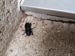 Dorcus parallelipipedus