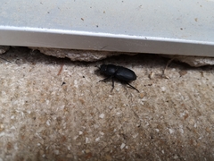 Dorcus parallelipipedus